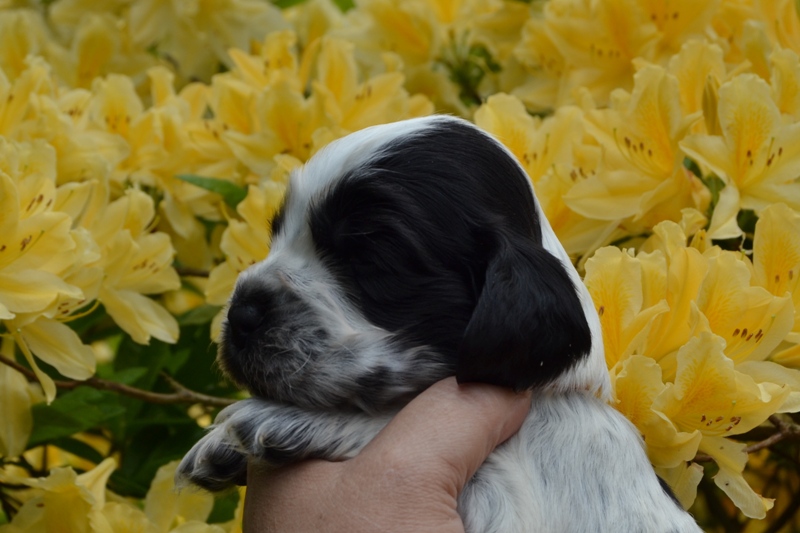 6b - pejsek oranžová.JPG